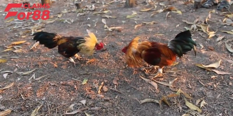 Cách nuôi gà đá chân mạnh: Chú trọng dinh dưỡng